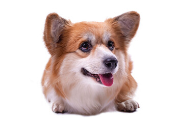 Obraz premium Cute Fluffy Welsh Corgi Pembroke against white background.