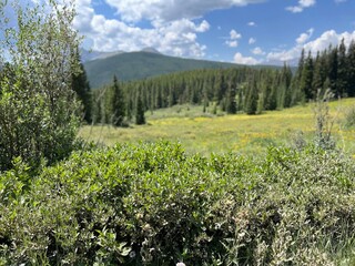 spring in the mountains