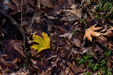 The fallen leaves in autumn forest at sunny weather