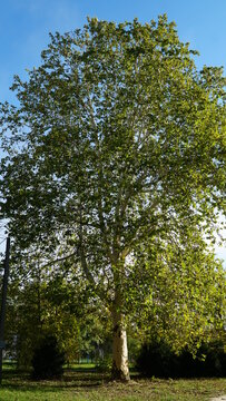 The trunk, bark, leaves and fruits of Platanus occidentalis, also known as the American, London plane tree. Bark of the sycamore tree. Maple. Sycamore. Different colors of the tree trunk. Platan. n