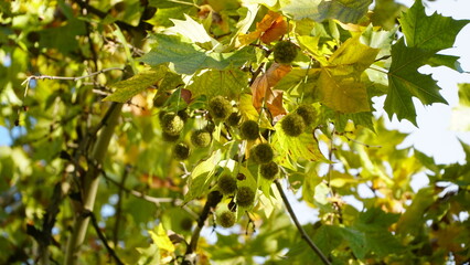 The trunk, bark, leaves and fruits of Platanus occidentalis, also known as the American, London plane tree. Bark of the sycamore tree. Maple. Sycamore. Different colors of the tree trunk. Platan. n