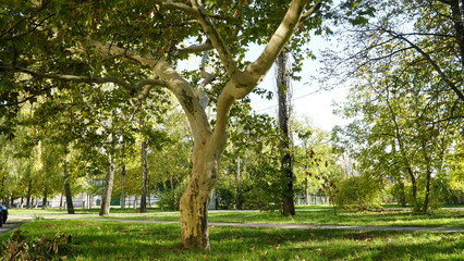 The trunk, bark, leaves and fruits of Platanus occidentalis, also known as the American, London plane tree. Bark of the sycamore tree. Maple. Sycamore. Different colors of the tree trunk. Platan. n