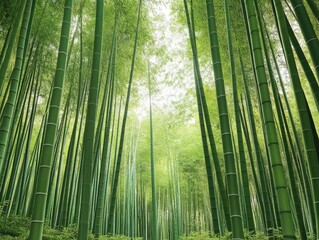 Green bamboo forest with tall stalks and a serene atmosphere