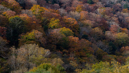 Fototapeta premium 紅葉の山並み 長野県大町市