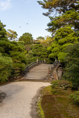 bridge in the forest