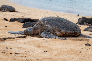A sea turtle sun bathes on the beach