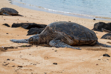 A sea turtle sun bathes on the beach
