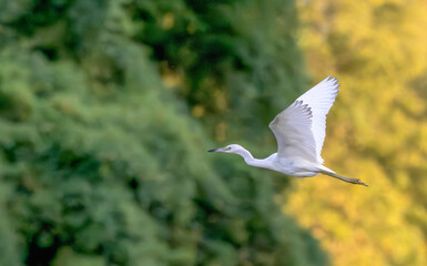 Juvenile little blue heron in flight past trees with green and yellow fall leaves.