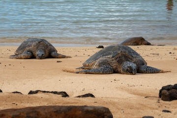 A sea turtle sun bathes on the beach