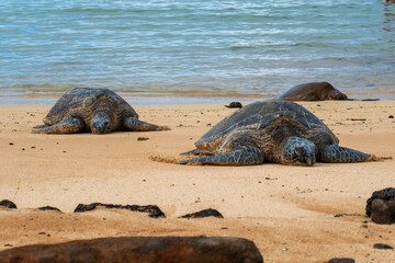 A sea turtle sun bathes on the beach