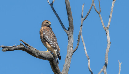 Closeup of a red-shouldered hawk perched in a tree.