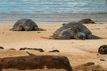 Obraz premium A sea turtle sun bathes on the beach