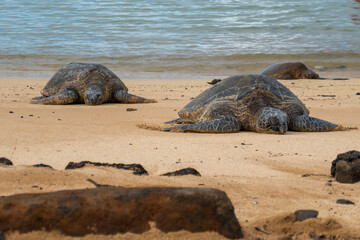 A sea turtle sun bathes on the beach