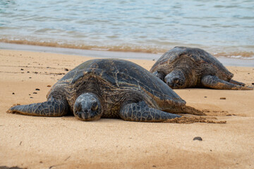 Obraz premium A sea turtle sun bathes on the beach