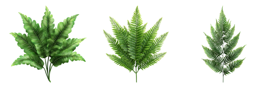 PNG Lush Green Fern Leaves for Natural Decor Isolated on Transparent Background