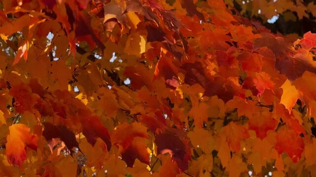 All-In Orange Autum Arboretum