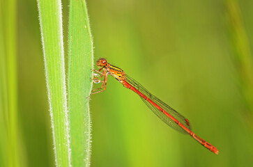 closeup of a red damselfly resting on a leaf