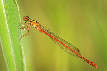 closeup of a red damselfly resting on a leaf