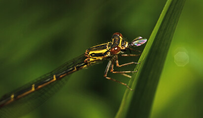 closeup of a damselfly resting on a leaf with captured prey