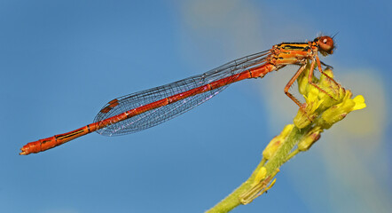 closeup of a red damselfly resting on a leaf