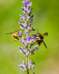 Honey Bee collecting nectar from flower
