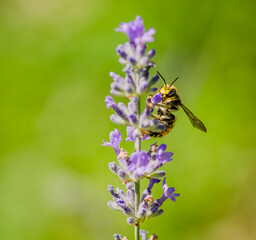 Honey Bee collecting nectar from flower