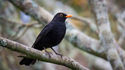 Close up of a Blackbird perched on a branch