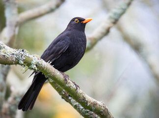 Close up of a Blackbird perched on a branch