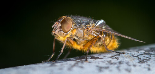 close up of a blow fly against out of focus background