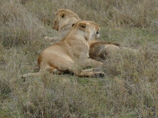 Lioness lying down with two other lions resting behind her