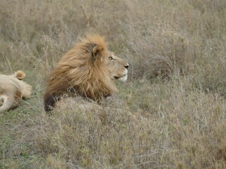 Male lion relaxing in the savannah with lioness in background
