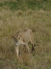 Young lioness walking in tall dry grass
