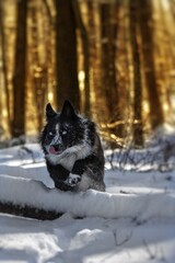 Obraz premium Dog jumping a tree in a snow covered forest
