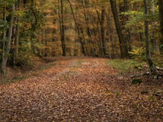 The forest in autumn
