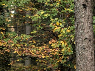 The forest in autumn