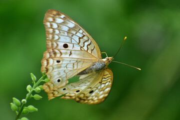 Insectos en flor con fondo difuso