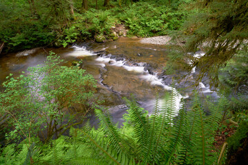 Pacific Northwest Clear Water Creek Rapids. A clear creek and rapids in a lush Pacific Northwest mountain forest.

