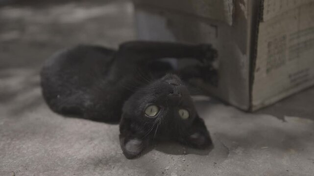 black kitten playing