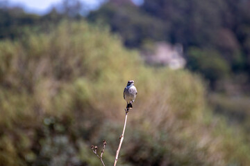 Pájaro sobre la rama