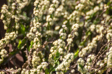 Enredadera florecida