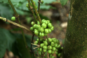 raw coffee beans