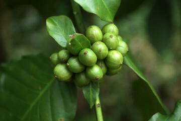 raw coffee beans on tree
