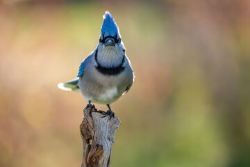 blue jay on a branch