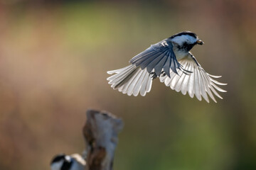 black capped chickadee in flight