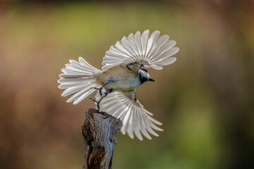 Chickadee in flight