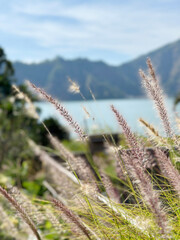 Fototapeta premium grass on a hill