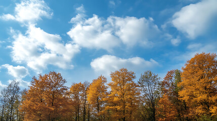 Fototapeta premium autumn landscape with trees and sky