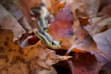 Common garter snake Thamnophis sirtalis slithering through leaf litter on the forest floor