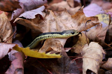 Obraz premium Common garter snake Thamnophis sirtalis slithering through leaf litter on the forest floor
