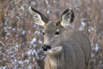  deer in the forest, mule deer,  blacktail deer, portrait
